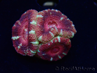 WYSIWYG Micromussa lordhowensis INDO (ex Acanthastrea) 25F9