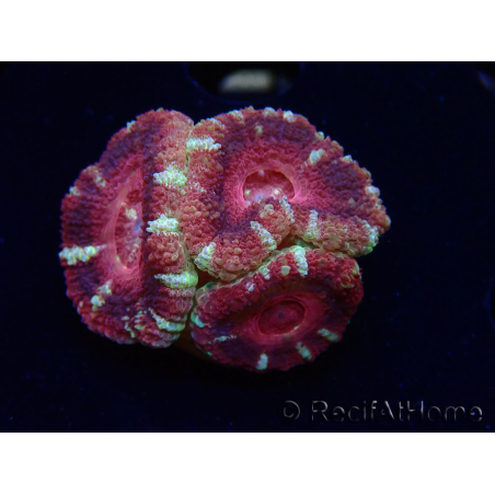 WYSIWYG Micromussa lordhowensis (antes Acanthastrea)