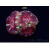 WYSIWYG Micromussa lordhowensis INDO (ex Acanthastrea) 25F9