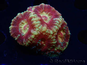 WYSIWYG Micromussa lordhowensis INDO (ex Acanthastrea) 25G1