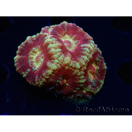 WYSIWYG Micromussa lordhowensis (antes Acanthastrea)