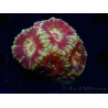 WYSIWYG Micromussa lordhowensis INDO (ex Acanthastrea) 25G1