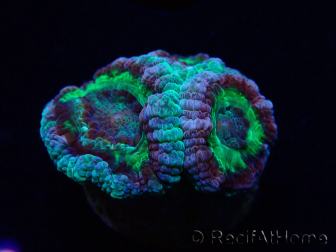 WYSIWYG Micromussa lordhowensis (antes Acanthastrea)