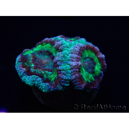 WYSIWYG Micromussa lordhowensis (ex Acanthastrea)
