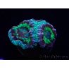 WYSIWYG Micromussa lordhowensis INDO (ex Acanthastrea) 25G2
