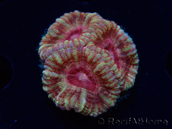WYSIWYG Micromussa lordhowensis (antes Acanthastrea)
