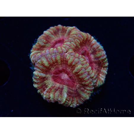 WYSIWYG Micromussa lordhowensis (ehemals Acanthastrea)