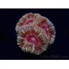 WYSIWYG Micromussa lordhowensis INDO (ex Acanthastrea) 25G3