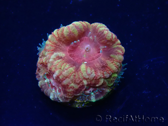 WYSIWYG Micromussa lordhowensis (ehemals Acanthastrea)