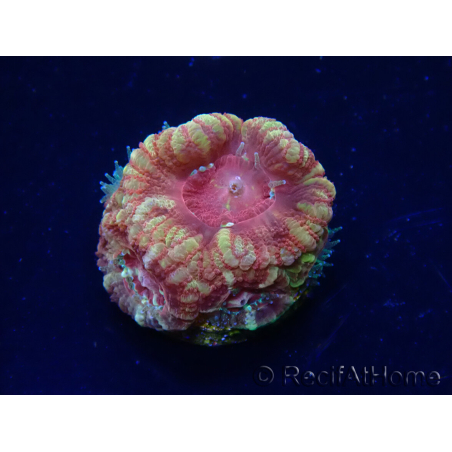 WYSIWYG Micromussa lordhowensis (ehemals Acanthastrea)