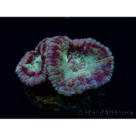 WYSIWYG Micromussa lordhowensis (ex Acanthastrea)