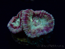 WYSIWYG Micromussa lordhowensis (formerly Acanthastrea)