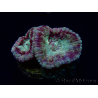 WYSIWYG Micromussa lordhowensis (antes Acanthastrea)