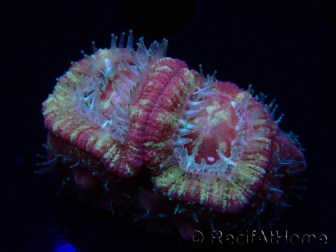 WYSIWYG Micromussa lordhowensis (ehemals Acanthastrea)