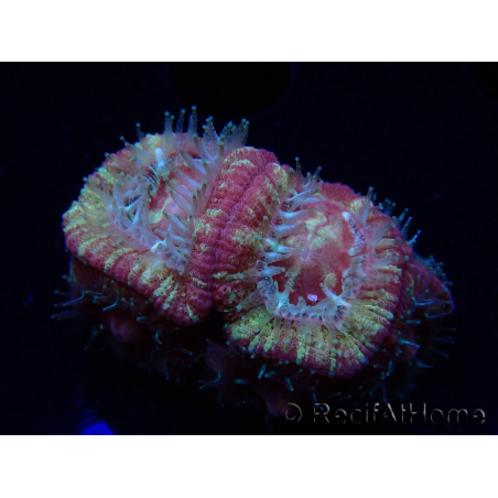 WYSIWYG Micromussa lordhowensis INDO (ex Acanthastrea) 25G10