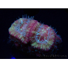 WYSIWYG Micromussa lordhowensis (antes Acanthastrea)