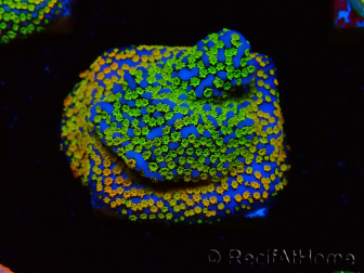 WYSIWYG Montipora Rainbow