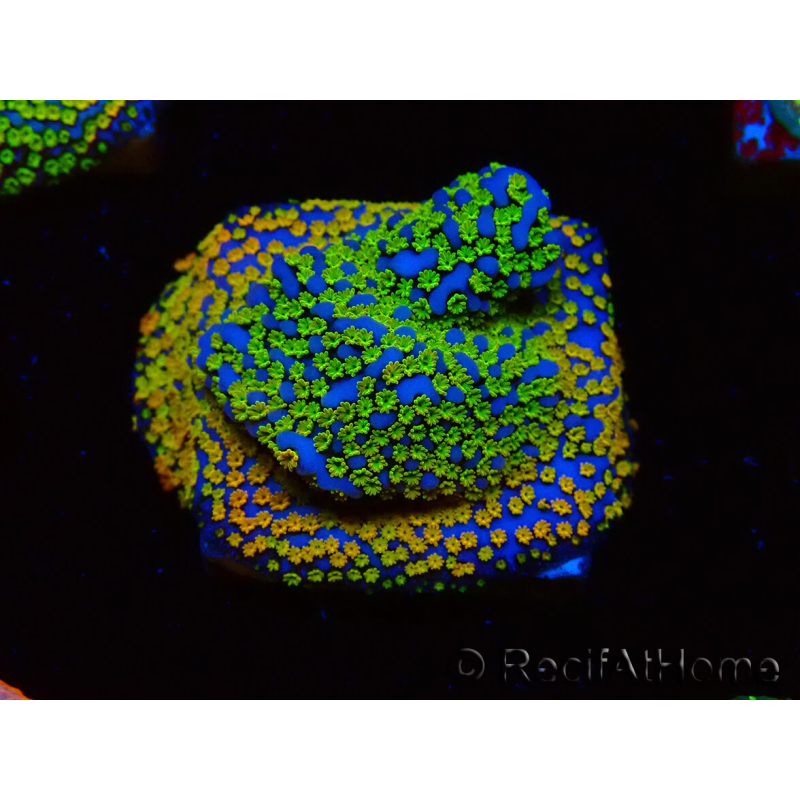 WYSIWYG Montipora Rainbow