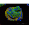 WYSIWYG Montipora Rainbow 11C1