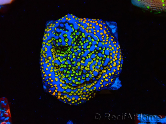 WYSIWYG Montipora Rainbow 11C2