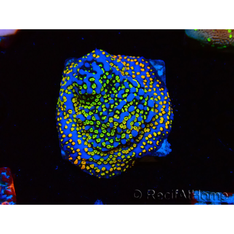 WYSIWYG Montipora Rainbow 11C2