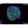 WYSIWYG Montipora Rainbow 11C2