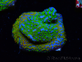 WYSIWYG Montipora Rainbow