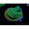 WYSIWYG Montipora Rainbow