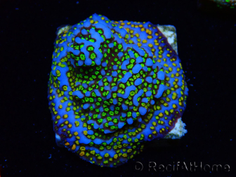 WYSIWYG Montipora Rainbow