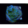 WYSIWYG Montipora Rainbow 11C2