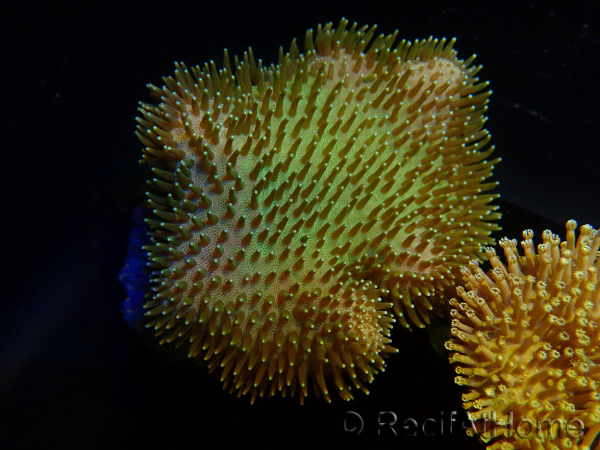 WYSIWYG Sarcophyton