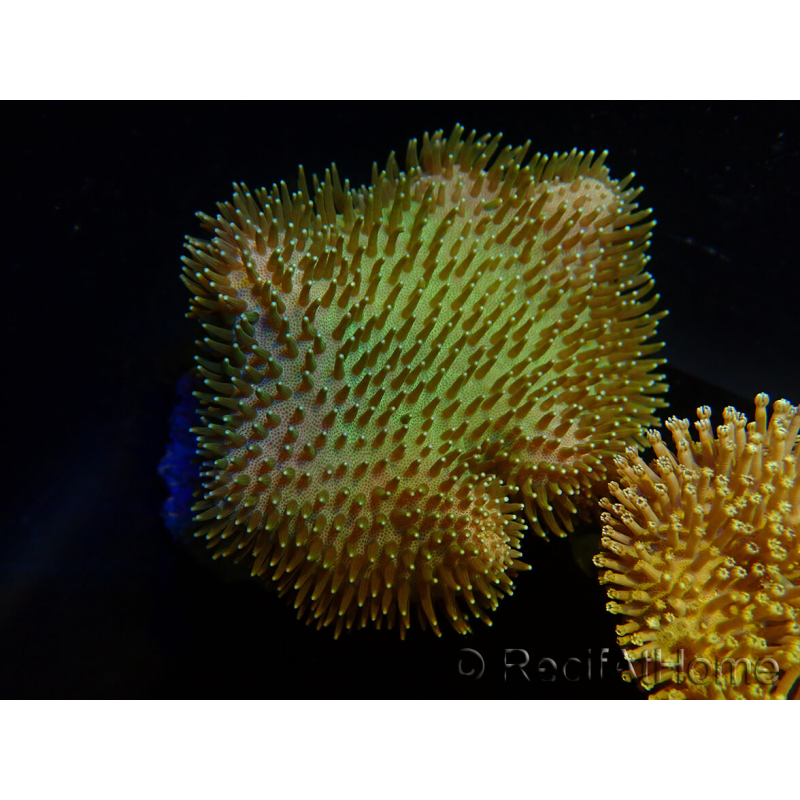 WYSIWYG Sarcophyton sp 1