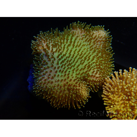 WYSIWYG Sarcophyton sp 1