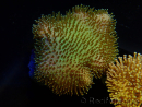 WYSIWYG Sarcophyton sp 1