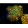 WYSIWYG Sarcophyton sp 1
