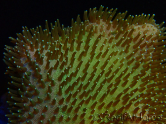 WYSIWYG Sarcophyton sp 1