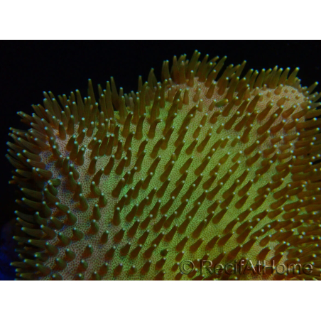 WYSIWYG Sarcophyton