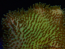 WYSIWYG Sarcophyton