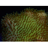 WYSIWYG Sarcophyton sp 1