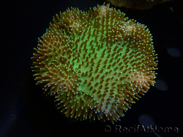 WYSIWYG Sarcophyton