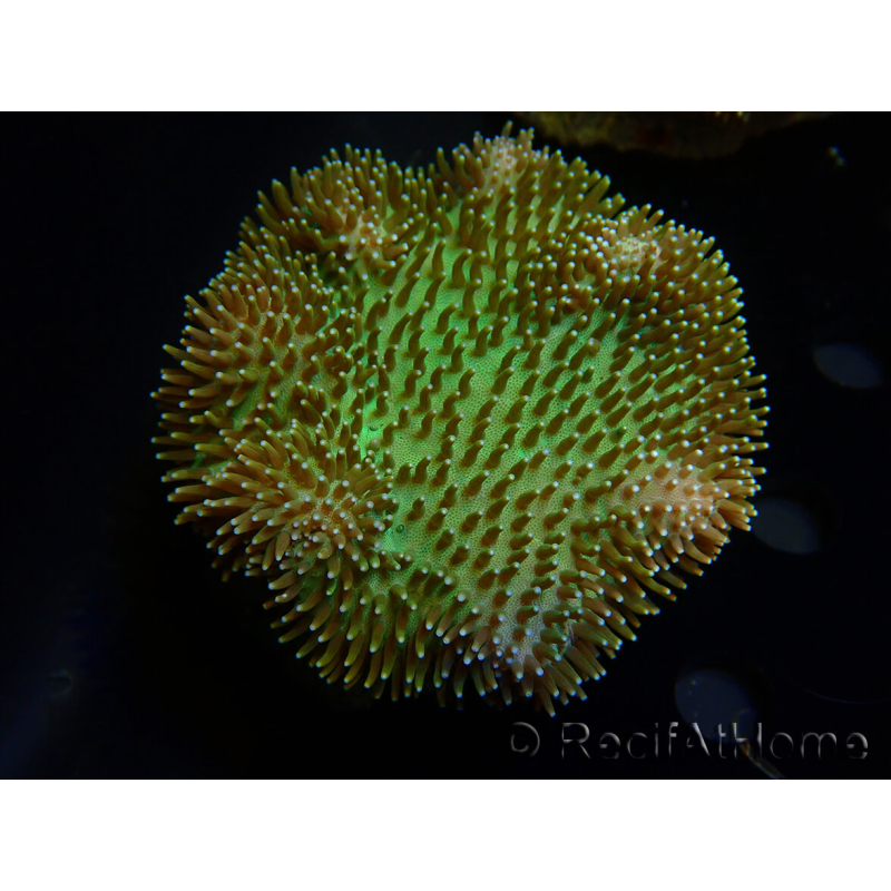 WYSIWYG Sarcophyton