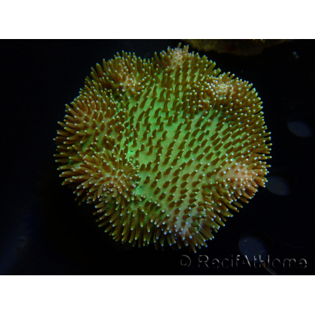 WYSIWYG Sarcophyton