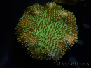 WYSIWYG Sarcophyton