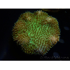 WYSIWYG Sarcophyton sp 2
