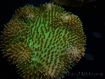WYSIWYG Sarcophyton sp 2