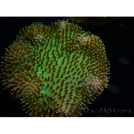 WYSIWYG Sarcophyton