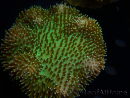 WYSIWYG Sarcophyton