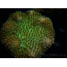 WYSIWYG Sarcophyton