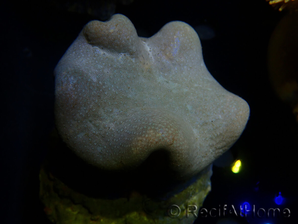 WYSIWYG Sarcophyton