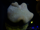 WYSIWYG Sarcophyton sp 3